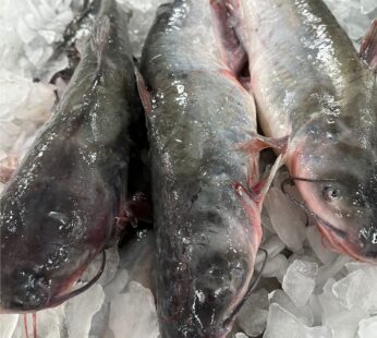 Frozen Catfish