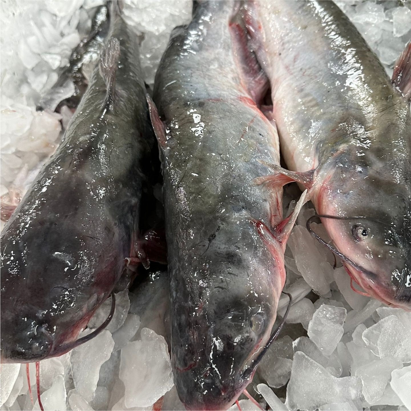 Frozen Catfish