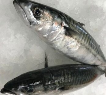 Mackerel /Titus – 3 Packs
