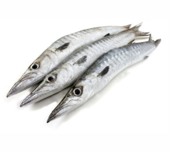 Barracuda Fish – Frozen Fresh Seafood