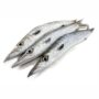 Barracuda Fish – Frozen Fresh Seafood